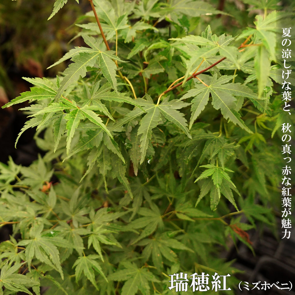 カエデ・もみじ イロハモミジ系 瑞穂紅の通販 苗木部 By 花ひろば