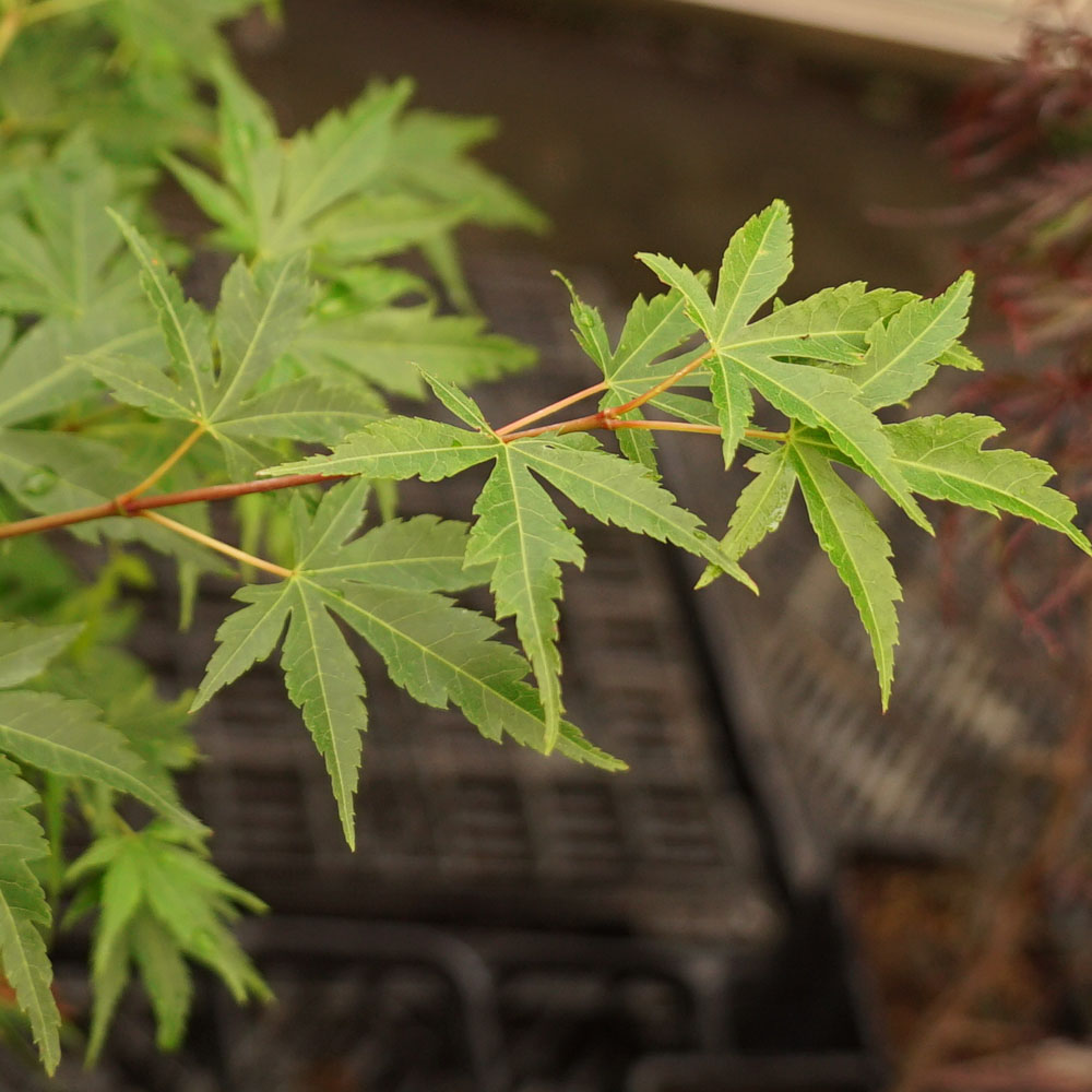 モミジ 瑞穂紅（ミズホベニ）