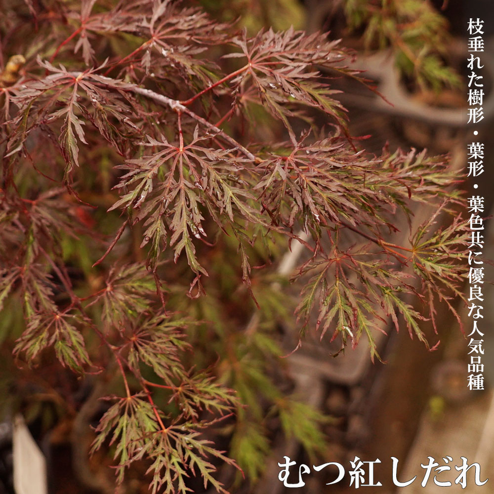 カエデ・もみじ イロハモミジ系 むつ紅しだれ 苗 販売 苗木部 By 花