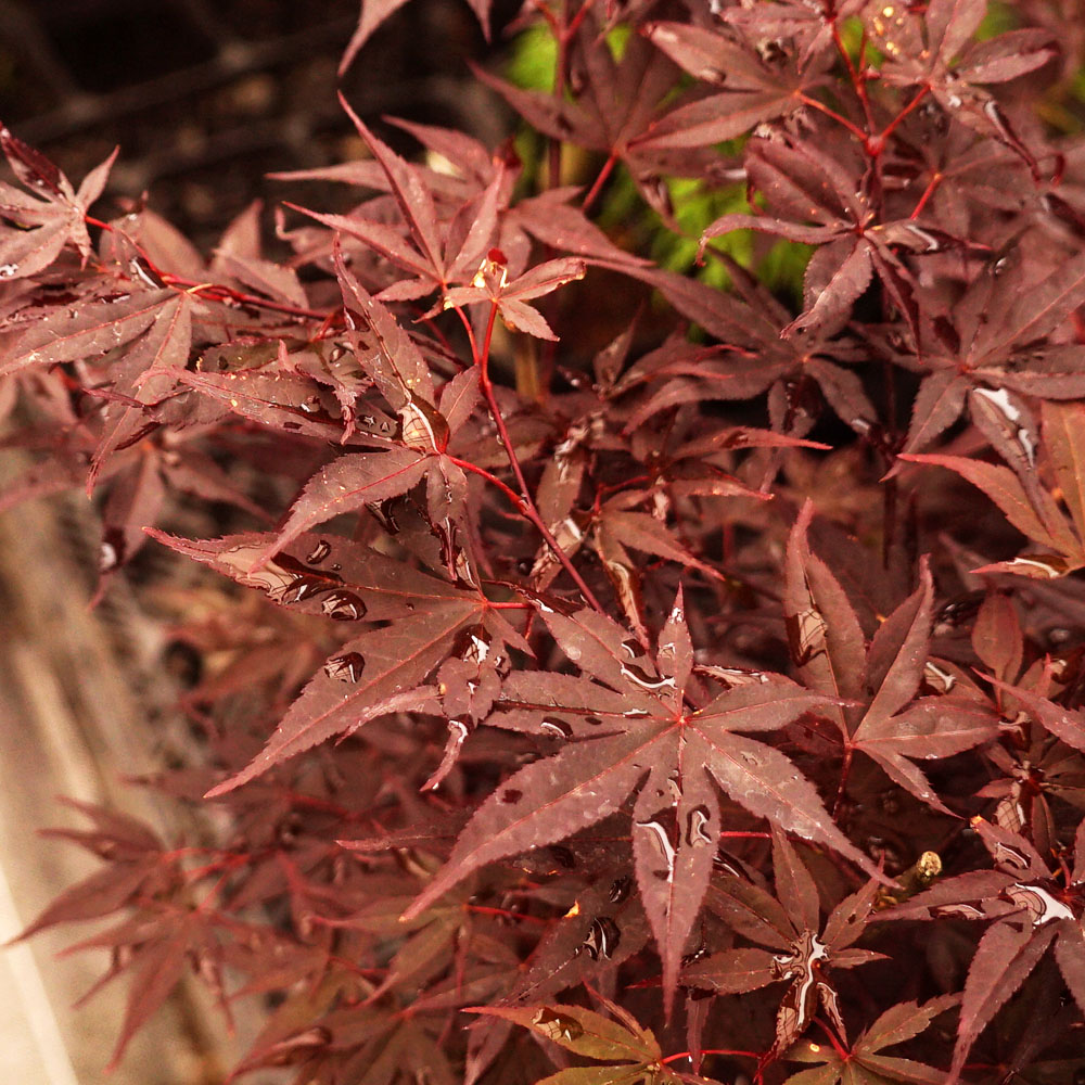 カエデ・もみじ オオモミジ系 野村 苗 通販 苗木部 By 花ひろばオンライン