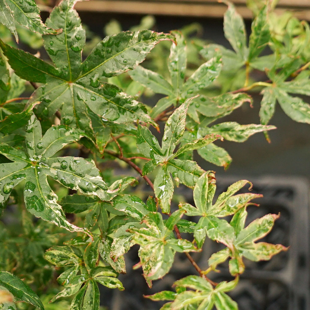 カエデ・もみじ イロハモミジ系 浮雲錦の通販 苗木部 By 花ひろば