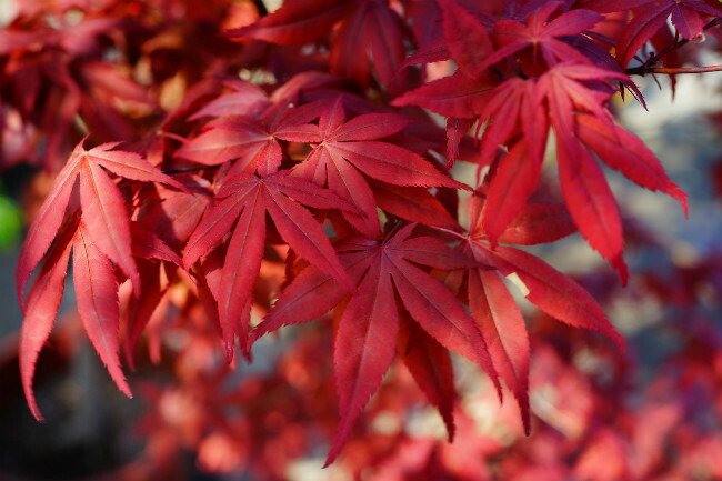 カエデ・もみじ 野村 4