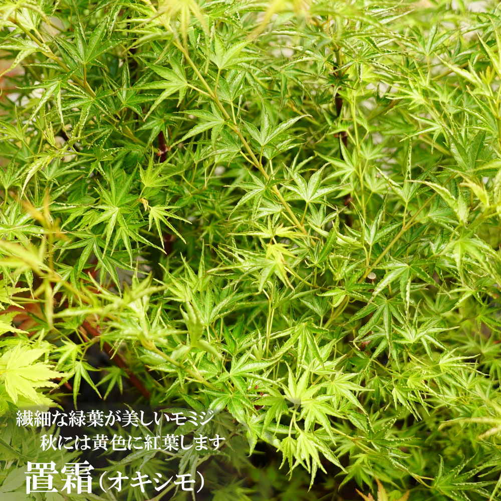 置霜（オキシモ）