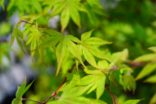 カエデ・もみじ 大盃 1