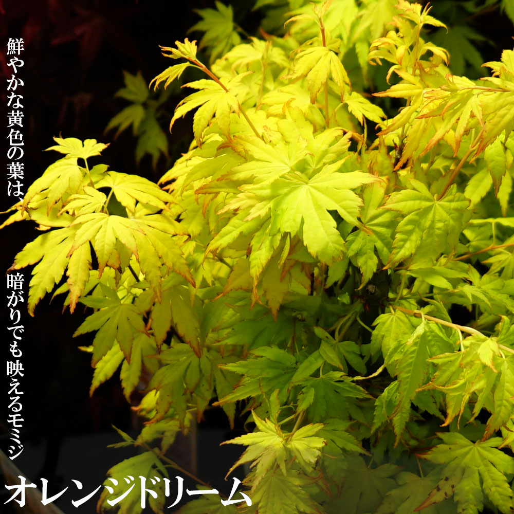 カエデ・もみじ オレンジドリーム 