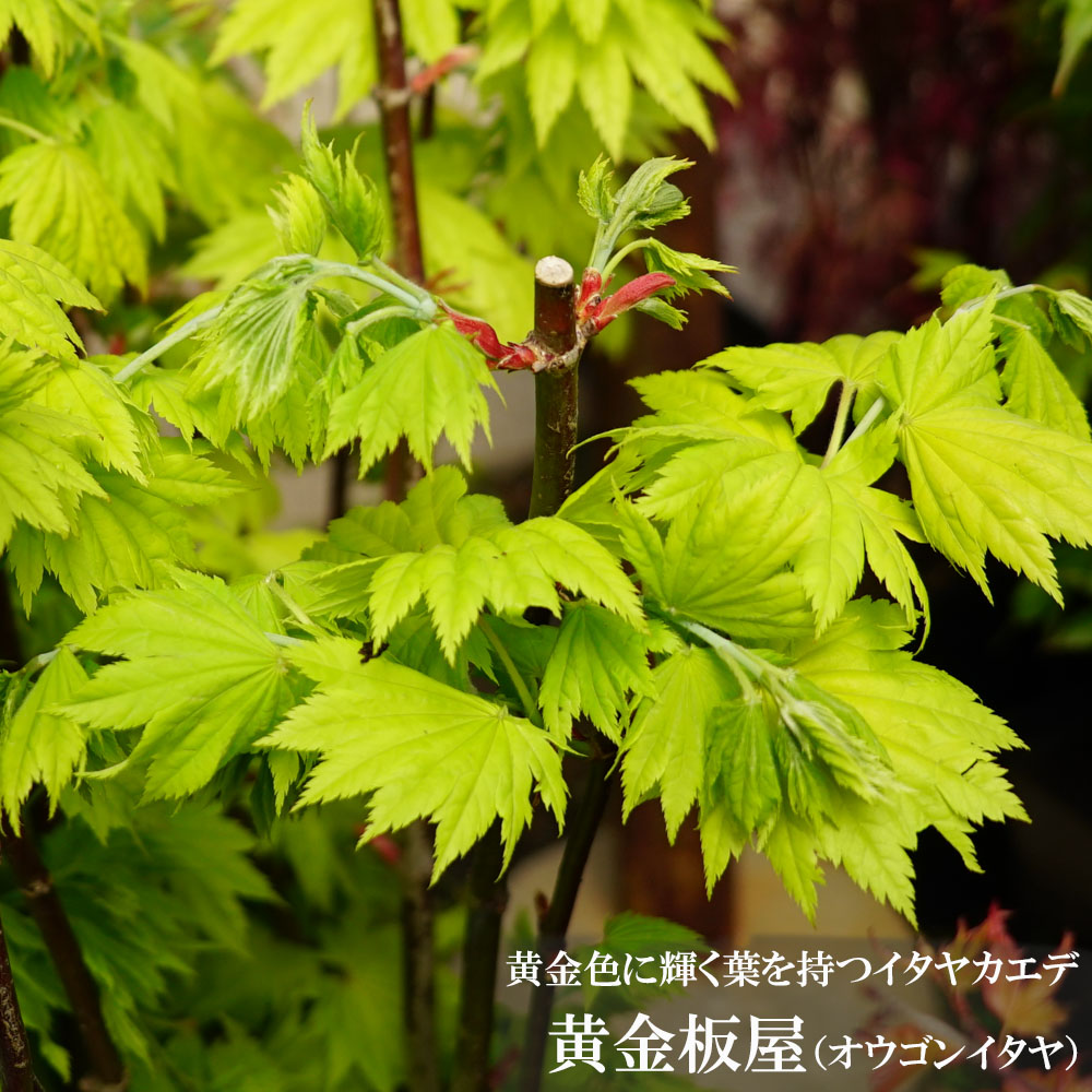 黄金色に輝く葉をもつ、黄金イタヤ　（オウゴンイタヤ）