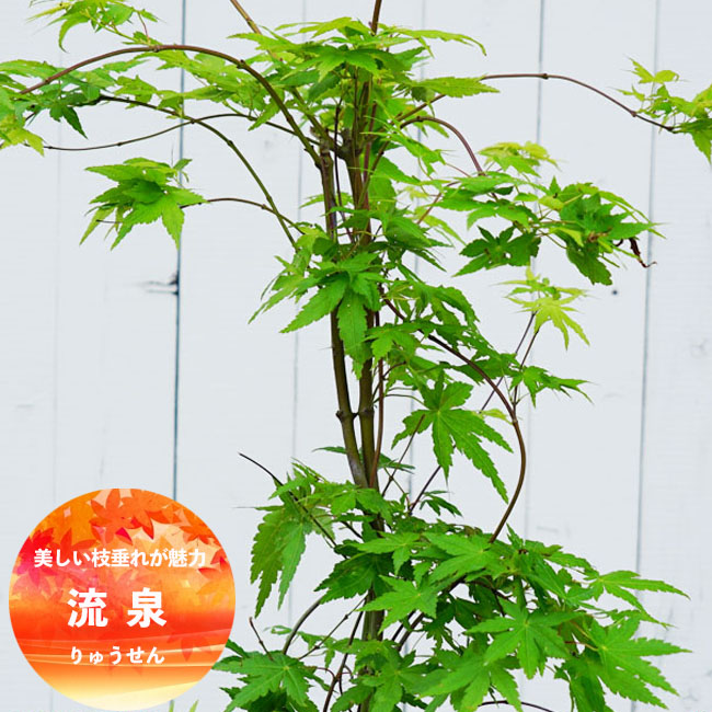 カエデ・もみじ イロハモミジ系 流泉の通販 苗木部 By 花ひろばオンライン