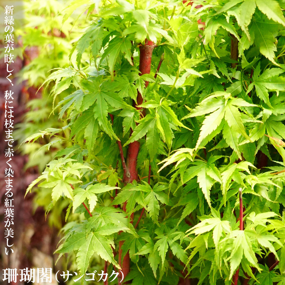  モミジ　珊瑚閣