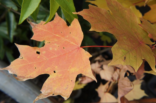 カエデ サトウカエデ 1