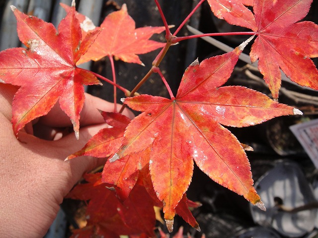 カエデ・もみじ オオモミジ系 五月紅の通販 苗木部 By 花ひろばオンライン