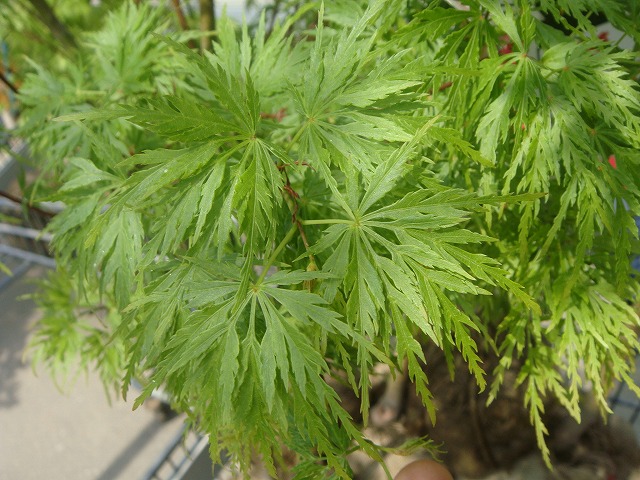 モミジ 青竜の夏の葉