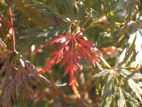 少し早めに紅葉が始まったモミジ 青竜