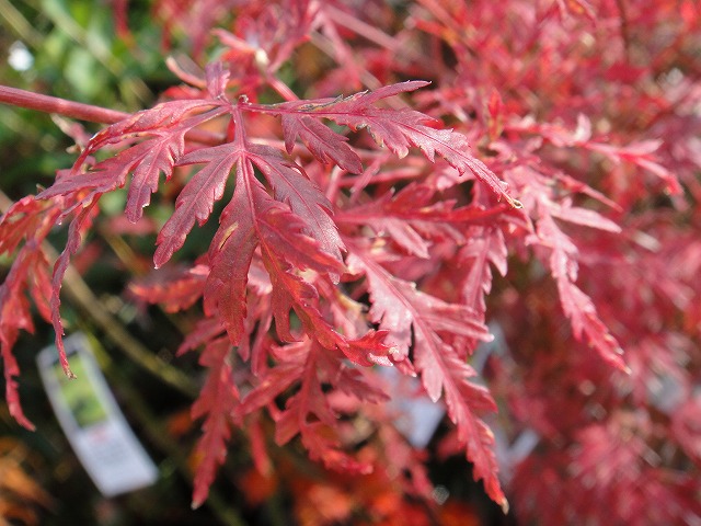 モミジ 青竜の真っ赤に染まる秋の紅葉 