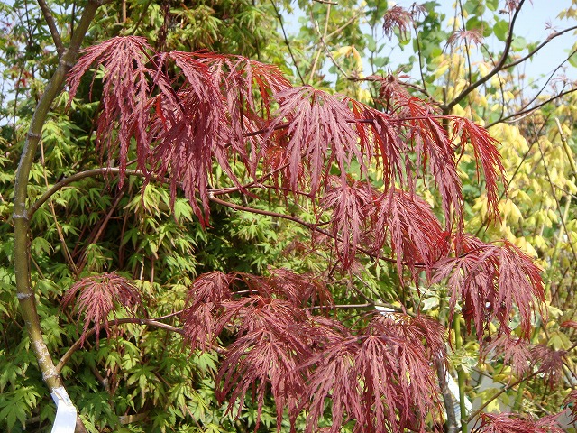 カエデ・もみじ ヤマモミジ系 稲葉しだれ 苗 販売 苗木部 By 花ひろば