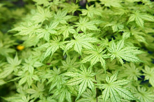 カエデ・もみじ ヤマモミジ系 鴫立沢の通販 苗木部 By 花ひろばオンライン