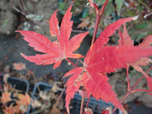 カエデ・もみじ ヤマモミジ系 鴫立沢の通販 苗木部 By 花ひろばオンライン