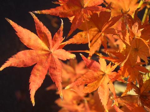 モミジ 【鴫立沢（シギタツザワ）】の紅葉