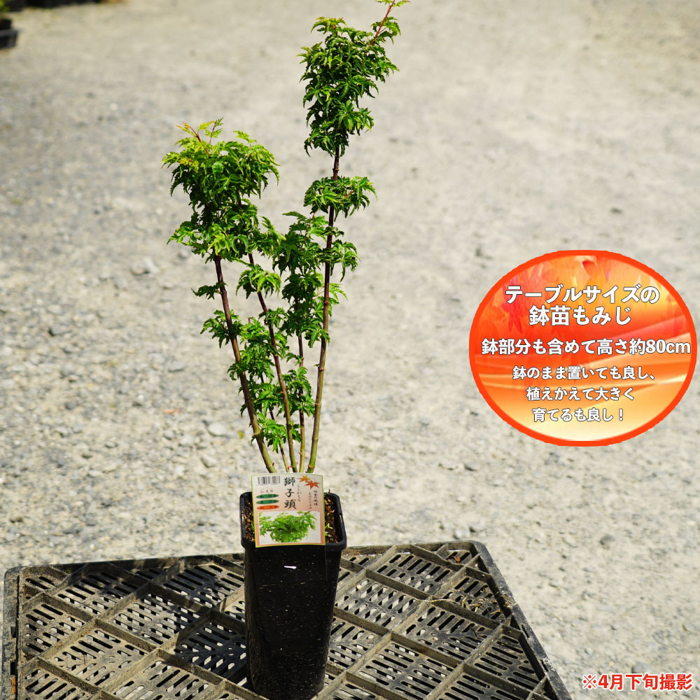 カエデ・もみじ イロハモミジ系 獅子頭 苗 販売 苗木部 By 花ひろば