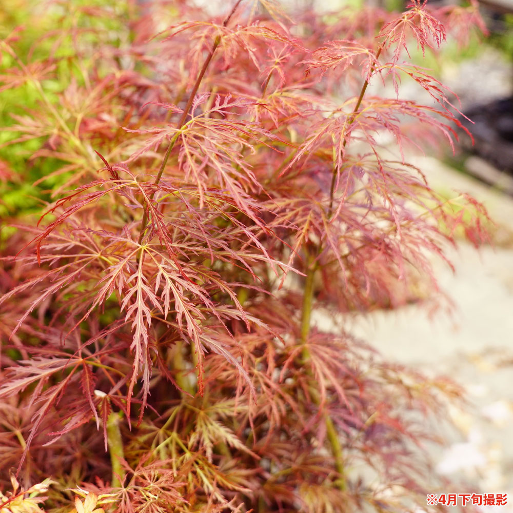 カエデ・もみじ ヤマモミジ系 手向山の通販 苗木部 By 花ひろばオンライン