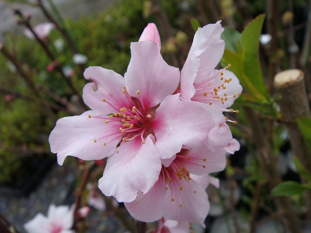 アーモンドの花