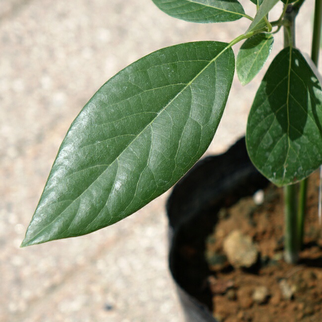 アボカド ズタノ 2