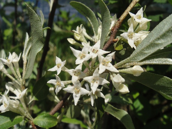 グミ アキグミ 花