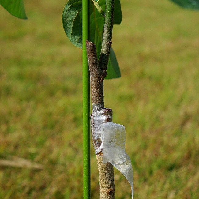 チェリモヤ接木苗
