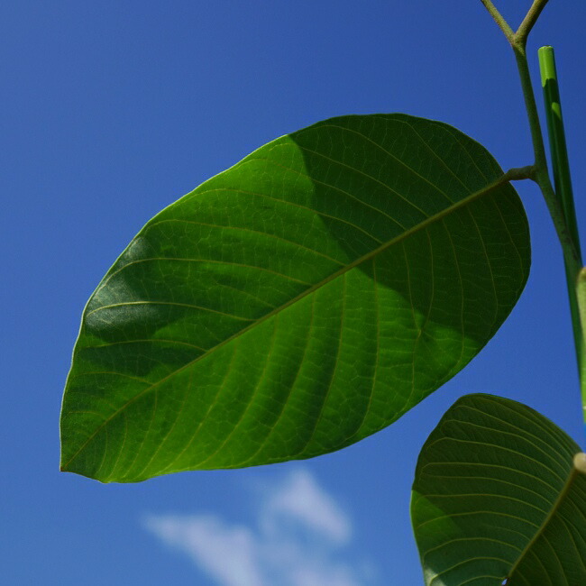 チェリモヤ エルバンポ 1