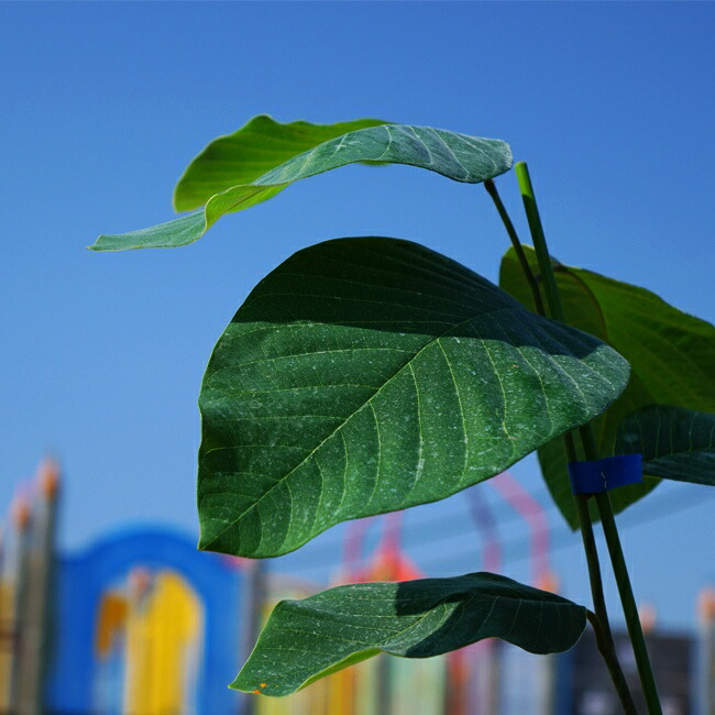 チェリモヤ ビッグシスター 2