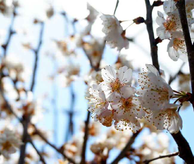 サクランボ 暖地サクランボ 4