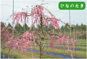 枝垂れハナモモ ひなのたき 