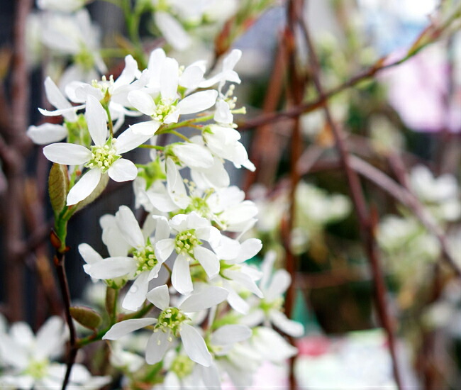 ジューンベリー チーセン 1