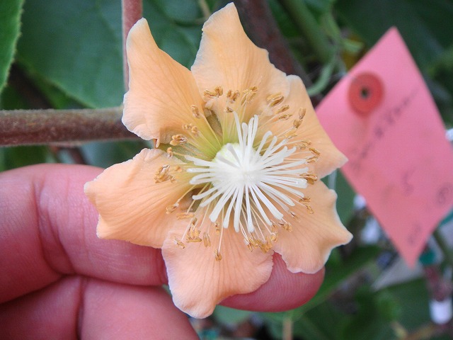 キウイ ゴールデンキング 4