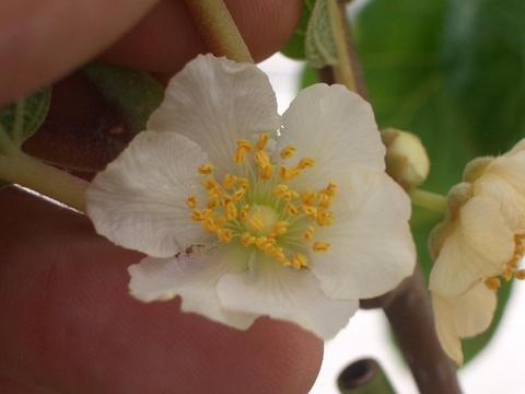 キウイ　花　受粉樹　オス木