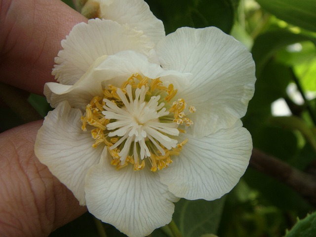 キウイ の雌花