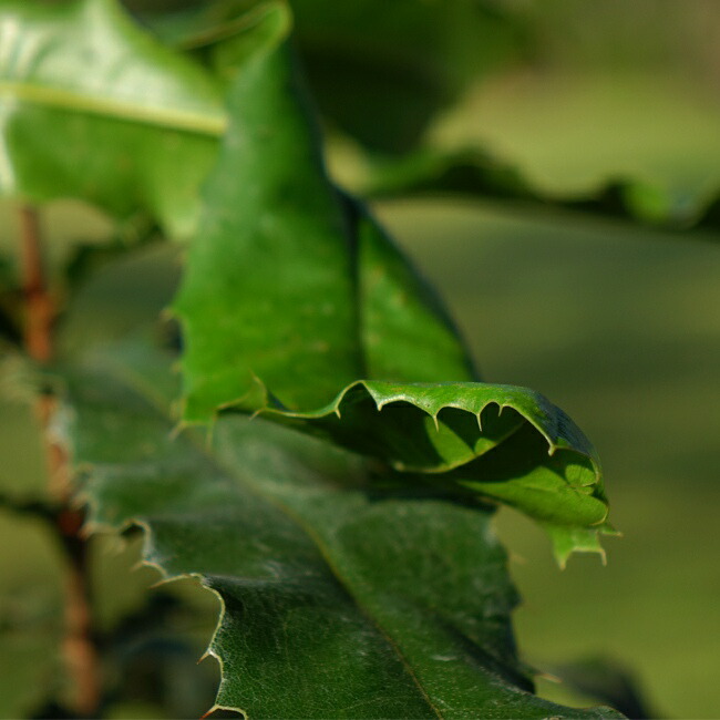 マカダミアナッツ バーモント ハイブリッド 苗 販売 苗木部 By 花