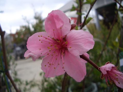モモ の花
