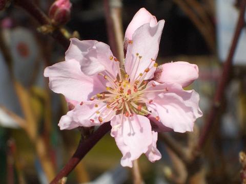 ファンタジア ネクタリン モモ 苗 販売 苗木部 By 花ひろばオンライン