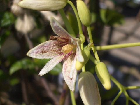ムベ 選抜大実ムベ 3