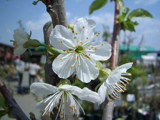 梨の花　白　一重　五弁花