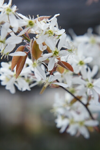 ジューンベリー 実生 3