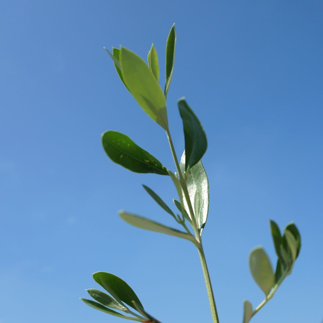 オリーブ オークラン 