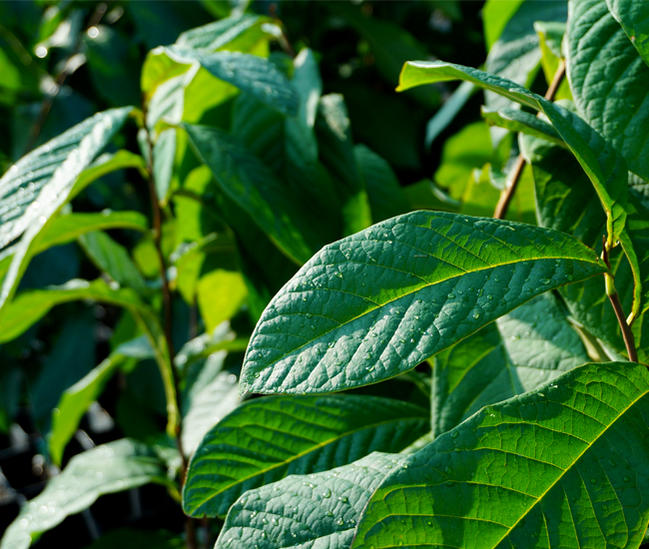 果樹　ポポーの木　葉　