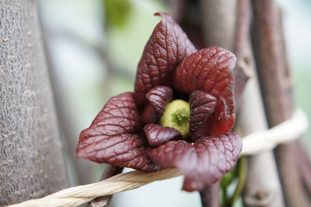 ポポー ワバッシュ 1