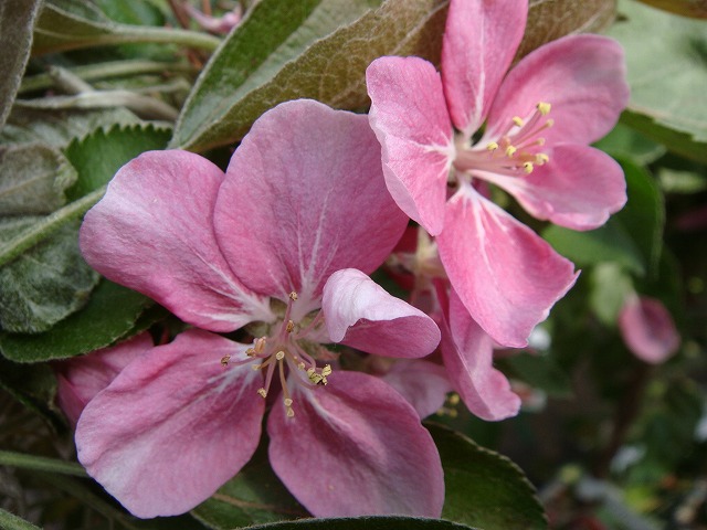 リンゴ バレリーナツリー