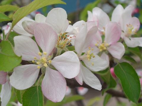 リンゴ の花