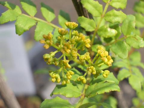 サンショウ 花山椒 3