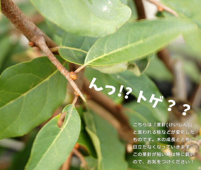 グミ 西洋グミ 2