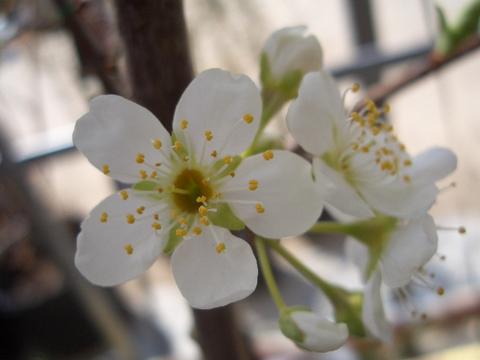 プラムの花