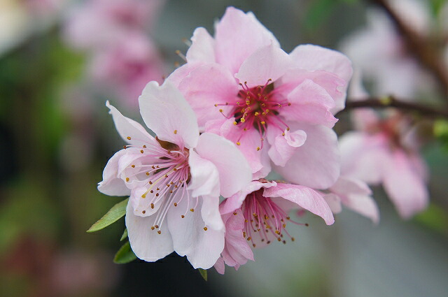 ハナモモ 照手水密の花